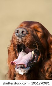 Drooling Salivating Irish Setter Dog Panting In A Hot Summer