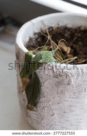 Drooping leaf over textured pot rim, ceramic edge chipped with soil residue, leaf margins brown and soft, moisture level visibly low and compacted, implied handson repair