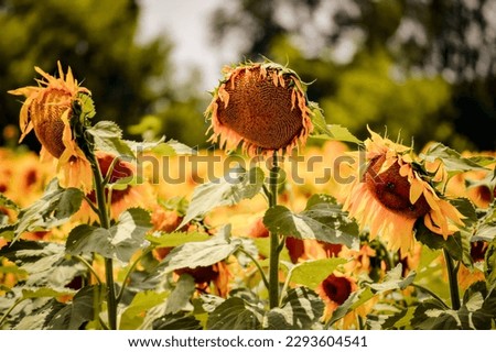 Drooping old withered sunflowers in a sunflower field