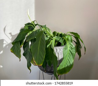 Drooping peace lily plant, needs watering