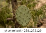 Droopy Yellow Spines On Prickly Pear Cactus in Big Bend