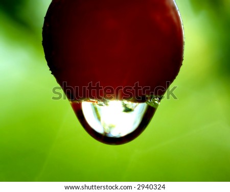 Similar – Image, Stock Photo Moist season Nature Plant