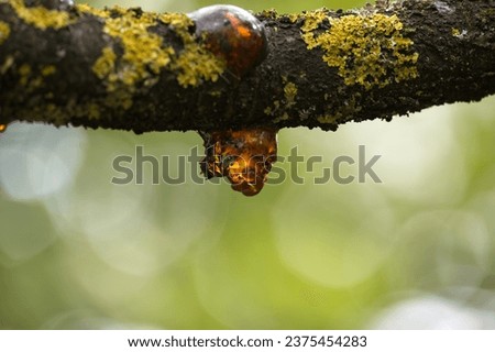Drop of amber on the branch against a vibrant yellow backdrop, adding a striking contrast, beautifully captures a moment in nature