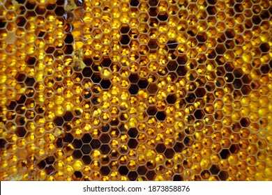 Drop of bee honey drip from hexagonal honeycombs filled with golden nectar. Honeycombs summer composition consisting of drop natural honey, drip on wax frame bee. Drop of bee honey drip in honeycombs.