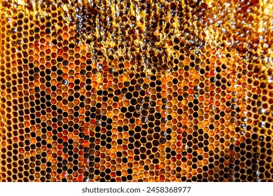 Drop of bee honey drip from hexagonal honeycombs filled with golden nectar, honeycombs summer composition consisting of drop natural honey, drip on wax frame bee, drop of bee honey drip in honeycombs