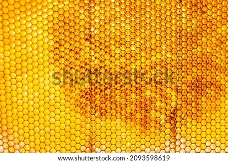 Drop of bee honey drip from hexagonal honeycombs filled with golden nectar, honeycombs summer composition consisting of drop natural honey, drip on wax frame bee, drop of bee honey drip in honeycombs