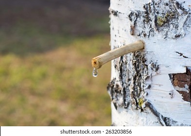 Drop Birch Juice