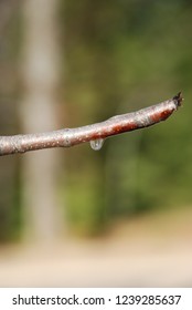 drop in a branch