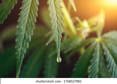 Drop of CBD oil drips onto cannabis leaves, green hemp leaf. Cannabis extract tincture liquid CBD dripping on dark background with marijuana leaves. Hemp oil, Medical marijuana products