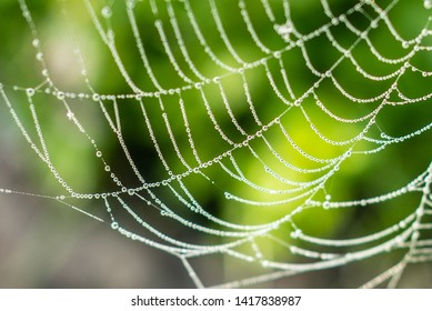 Drop of condensation on the spider-web. Gossamer with drops - Powered by Shutterstock