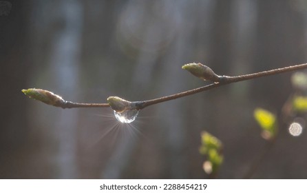 A drop of dew glistens on a branch with still unopened buds. - Powered by Shutterstock