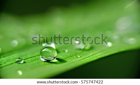 Drop of dew in morning on leaf with sun light 