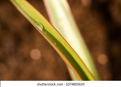 A drop of dew on a crocus leaf macro