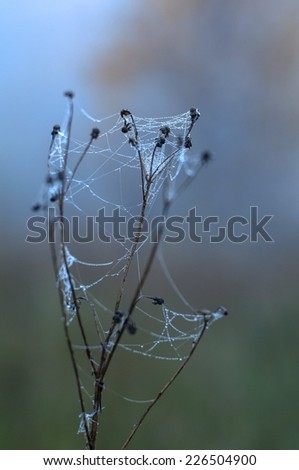 Similar – Image, Stock Photo Close-up of snowy leaves of rosa rubiginosa in winter