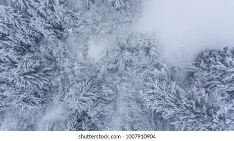 Drop down view of snow covered forest.