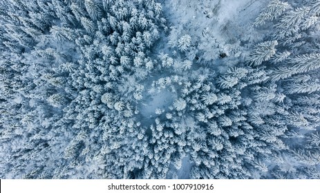 Drop Down View Of Snow Covered Forest.