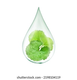 Drop of Gotu kola (Centella asiatica) essential oil with fresh leaves inside isolated on white background. Clipping path. - Shutterstock ID 2198104119