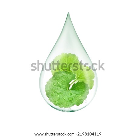 Drop of Gotu kola (Centella asiatica) essential oil with fresh leaves inside isolated on white background. Clipping path.