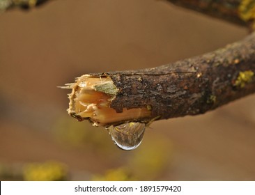 A Drop Of Maple Sap At The End Of The Branch.Sap Is A Fluid Transported In Xylem Cells,consists Primarily Of A Watery Solution Of Hormones,mineral Elements And Other Nutrients.It Is The Water Of Life.