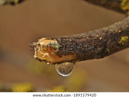 A drop of maple sap at the end of the branch.Sap is a fluid transported in xylem cells,consists primarily of a watery solution of hormones,mineral elements and other nutrients.It is the water of life.