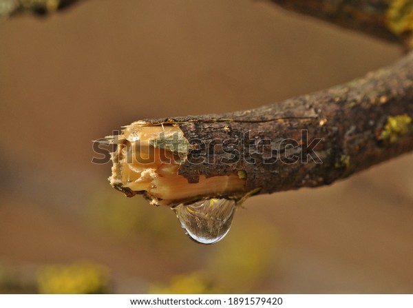 A drop of maple sap at the end of the branch.Sap is\
a fluid transported in xylem cells,consists primarily of a watery\
solution of hormones,mineral elements and other nutrients.It is the\
water of life.