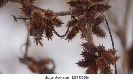 A drop of melted snow on a prickly bur pant. - Shutterstock ID 1287333286