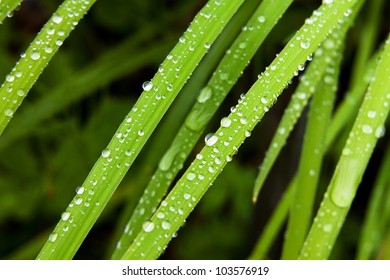 drop on grass macro close
