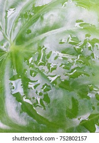 drop on green leaf