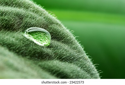 drop on leaf