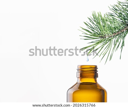 Drop of pine needle essential oil falling from conifer tree branch into bottle. Aromatherapy and essential oil, herbal extract, ingredient for natural cosmetics, alternative medicine concept.