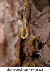 A Drop Of Pine Resin