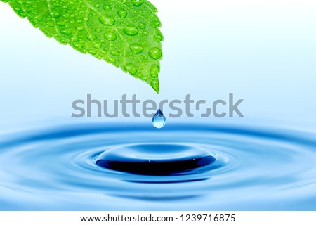 Drop of rain falling from green leaf to smooth water surface