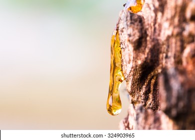 Drop of Resin on Tree Bark