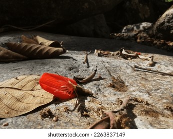 flower​ drop in​ the​ stone