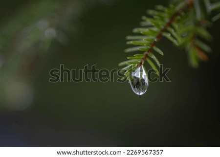 A drop of water hanging on spruce branch. Water drop concept. Foto stock © 