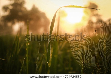 Similar – Image, Stock Photo sonnenblind Well-being