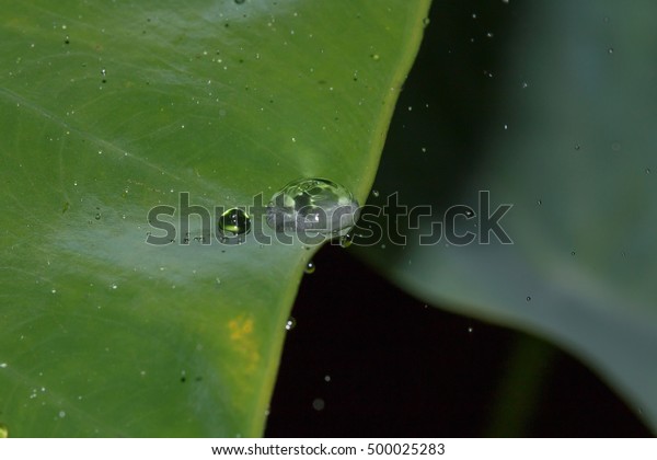 Drop of water on carbon leaf on a rainy\
day ,Soft focus ,Motion Blur and Low-Key\
style.