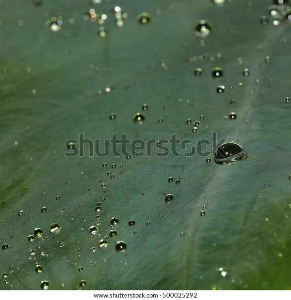 Drop of water on carbon leaf on a rainy
day ,Soft focus ,Motion Blur and Low-Key
style.
