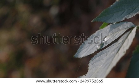 Drop of water on a leaf