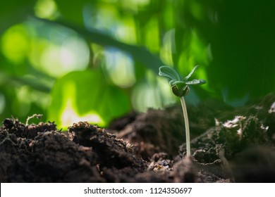 Drop water on the leaves marijuana, Cannabis seedling close up on background