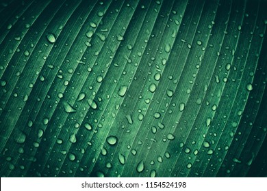 Drop Of Water On Tropical Banana Palm Leaf, Dark Green Foliage, Nature Background