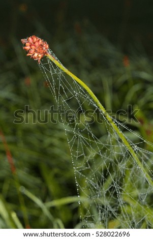 Image, Stock Photo Illuminated Anigozanthos 2