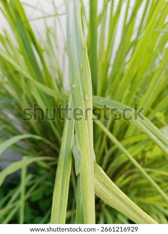  droping of dew in the grass