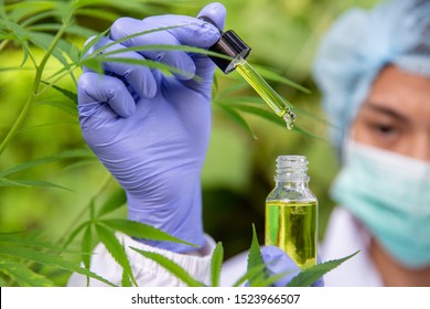 Droplet hemp oil into a glass bottle, CBD Hemp oil, Concept of herbal alternative medicine.Scientific research. 