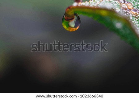 Similar – Image, Stock Photo Moist season Nature Plant