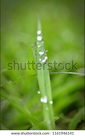 Foto Bild Erste Hoffnung Gras Halm