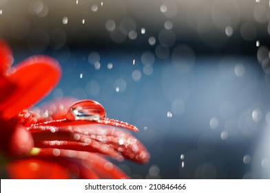Droplet on a red flower petal while raining