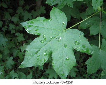 droplets on leaf