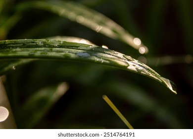 Droplets on a leaf. Droplets of water on a leaf. Water droplets on a plant. Water droplets, rain, sunlight, leaf - Powered by Shutterstock