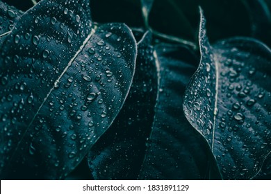 droplets splashing on leaf surface, nature background, toned process - Powered by Shutterstock